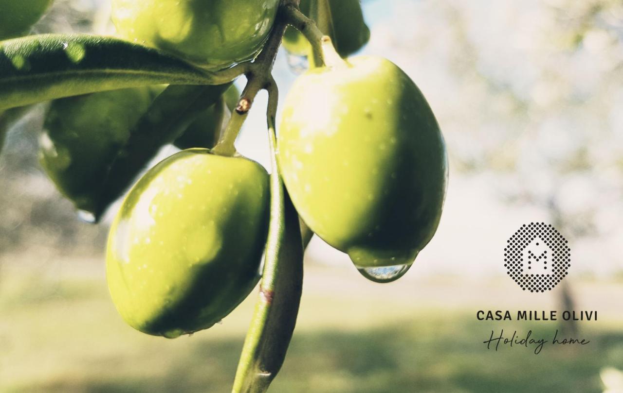 Willa Casa Mille Olivi Buzet Zewnętrze zdjęcie